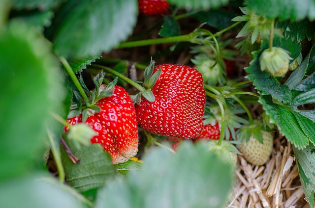 Van tuinontwerp tot moestuin: een reis door landschapsarchitectuur, plantenverzorging, bodembeheer en biologisch tuinieren